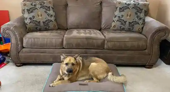 qt=q_29 A dog laying on top of a bed in front of a couch.